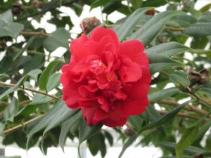 2020年1月11日　尖萼紅山茶の園芸種 1
